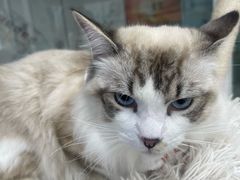 -爱洗澡的猫(天河路店)