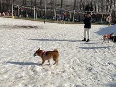 -宠乐会宠物乐园