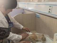 -北京观赏动物医院·24小时大型综合·猫专科·异宠专科