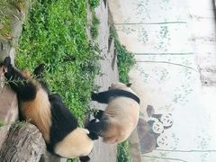 -中国大熊猫保护研究中心雅安碧峰峡基地