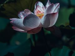 -顾村公园