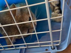 -伟伟宠物医院·瑞派猫友好医院·猫科(光谷店)