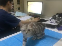 -芭比堂动物医院·犬猫全科·异宠专科(雁塔分院)