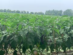 -汉长安城未央宫国家考古遗址公园