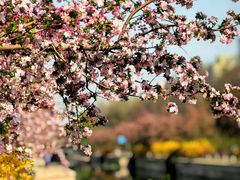 -海棠花溪(元大都城垣遗址公园)