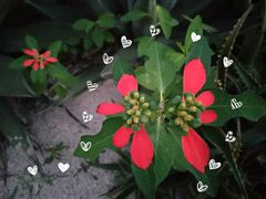 -幸福西饼生日蛋糕·下午茶(思明店)