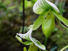 -深圳市中科院仙湖植物园
