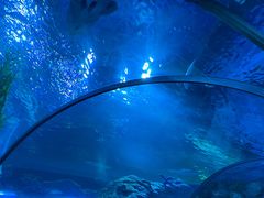 -芜湖新华联大白鲸海洋公园