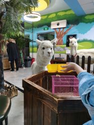 点击看大图 -未来动物城动物主题公园(大悦城店)