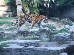 -深圳野生动物园