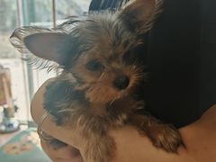-瑞派·关忠动物医院·猫专科·犬专科(三环新城店)