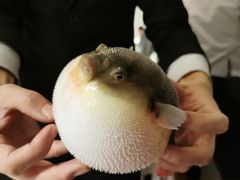 -肆月河豚·新淮扬(金融街店)