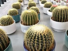 -荷兰花海