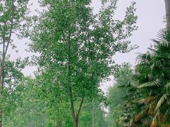 -合肥滨湖国家森林公园