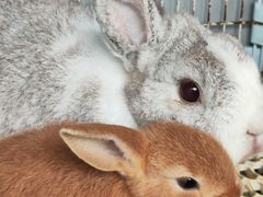 -楼上猫咖(罗湖店)