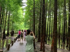 -桤木河湿地公园