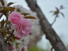 -观澜山水田园