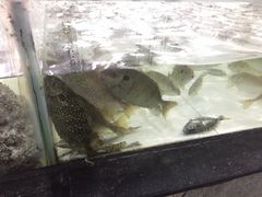 -沙田台山海鲜·酣客酒窖