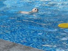 -汪说喵讲宠物乐园宠物酒店(红星美凯龙店)