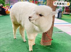 -萌宠亲子动物乐园(槐房万达店)