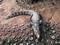 -石家庄市动物园