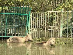 -溱湖国家湿地公园