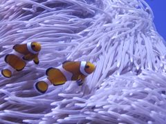 -海合安武汉极地海洋公园