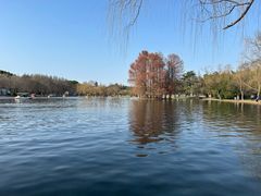 -上海共青森林公园