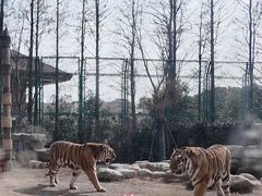 -上海野生动物园老虎餐厅