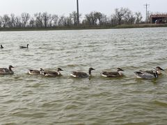 -南大港湿地风景区
