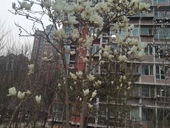-康庄公园