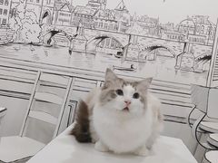 -白夜2D咖啡馆
