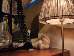 -咖法森林·咖啡  酒吧(天河店)