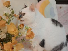 -循礼门鲜花花市(武汉循礼门店)