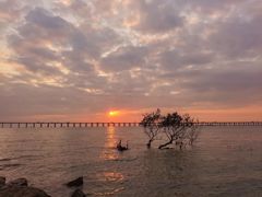 -宝安西湾红树林湿地公园