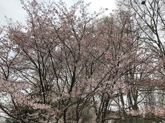 -武汉大学-樱园