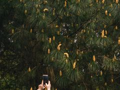 -铁山坪森林公园