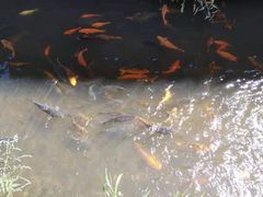 -九鲤溪瀑景区