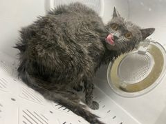 -瑞派动物医院·猫专科·至诚(江南中分院)