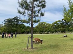 -奈良公园