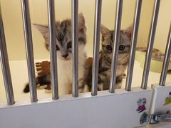 -喵zoo家庭繁育猫舍(尖东智能花园店)
