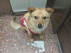 -八公叔叔宠物美容连锁(春申店)