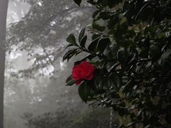 -南山植物园