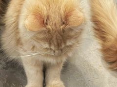 -楼上猫咖(罗湖店)