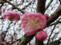 -炉鱼(爱琴海购物公园店)