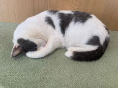 -CAT’S MEWSTAR CAFE·喵星球猫屋(晴湾咖啡店)