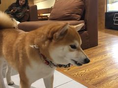 -柴务处·柴犬主题狗咖