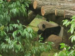 -成都动物园