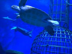 -芜湖新华联大白鲸海洋公园