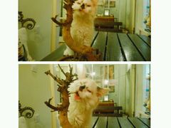 -猫色咖啡·猫咖